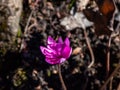 Perfect full double deep pink-red form of Hepatica nobilis