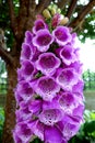 Perfect Full Pink Digitalis in Bloom Royalty Free Stock Photo