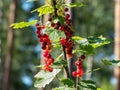 Perfect fully and partly ripe redcurrants on the branch between green leaves in the sunlight