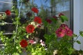 Perfect garden on the balcony with blooming petunias by midsummer