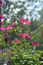 Perfect garden on the balcony with pink petunia flowers