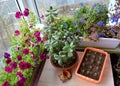 Perfect garden on the balcony with succulents and flowers. Blooming petunia and lobelia,  crassula and small cactuses Royalty Free Stock Photo