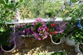 Perfect garden on the balcony. Top view on flowering pelargonium, carnation, lobelias in container and other plants in flower pots Royalty Free Stock Photo