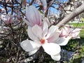 Magnolia flowers in full bloom springtime