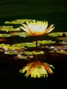 Perfect gentle yellow water lotus flower with full reflection