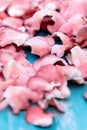 Perfect gourmet fungi for diner, pink oyster mushrooms on blue wooden table Royalty Free Stock Photo
