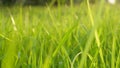 Perfect green background by the fresh grass Royalty Free Stock Photo