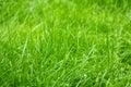 Perfect green background by the fresh grass Royalty Free Stock Photo