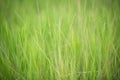 Perfect green background by the fresh grass Royalty Free Stock Photo