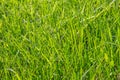 Perfect green background by the fresh grass Royalty Free Stock Photo