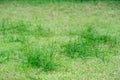Perfect green blur background by the fresh grass Royalty Free Stock Photo
