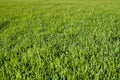Perfect green grass lawn photo Royalty Free Stock Photo