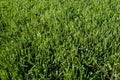 Perfect green grass lawn photo Royalty Free Stock Photo