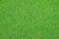 Perfect green grass texture from golf field Royalty Free Stock Photo