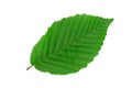 Single hornbeam leaf