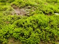 The perfect healthy green moss in the wood. Royalty Free Stock Photo