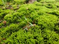 The perfect healthy green moss in the wood. Royalty Free Stock Photo