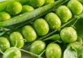 Perfect green peas in pea pod covered with water drops. Macro shot