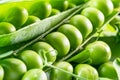 Perfect green peas in pea pods close up. Food background
