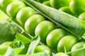 Perfect green peas in pea pods close up. Food background