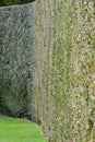 A perfect country garden hedge