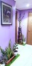 Perfect home indoor plants