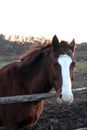 Horse head. Wild stallion photographed from very close. Royalty Free Stock Photo