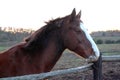 Horse head. Wild stallion photographed from very close. Royalty Free Stock Photo