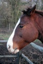 Horse head. Wild stallion photographed from very close. Royalty Free Stock Photo