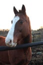 Horse head. Wild stallion photographed from very close. Royalty Free Stock Photo