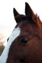 Horse head. Wild stallion photographed from very close. Royalty Free Stock Photo