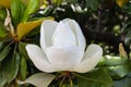 Perfect huge white magnolia blossom on a tree