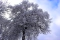 perfect icy tree in the Eifel Royalty Free Stock Photo