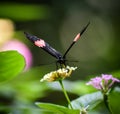 Perfect Landing Of Black And Orange Spec Butterfly Royalty Free Stock Photo