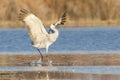 Perfect landing of sandhill crane Royalty Free Stock Photo