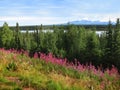 Perfect Landscape With Mount Drum and Willow Lake Royalty Free Stock Photo