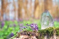 Perfect large shining crystal of transparent quartz in sunlight on spring nature. Gem on moss stump background close-up