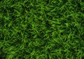 The Perfect Lawn: A Closeup Look