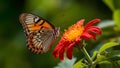 Perfect light for argynnis niobe butterfly on red flower