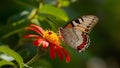 Perfect light for argynnis niobe butterfly on red flower