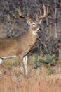 Perfect lighting on whitetail buck in vertical photograph Royalty Free Stock Photo