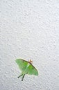 A large green luna moth rests peacefully on a white background Royalty Free Stock Photo