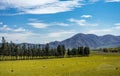 Perfect line of pine trees in a green field with snow capped mountains in the background taken on a sunny day, New Zealand Royalty Free Stock Photo