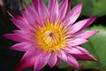 Perfect Lotus flower