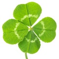 Lucky four leaf clover isolated on white