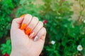 Perfect manicure and natural nails. Attractive modern nail art design. orange autumn design. long well-groomed nails Royalty Free Stock Photo