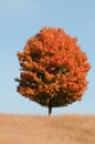 Perfect Maple Tree Royalty Free Stock Photo