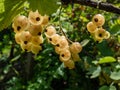 Perfect, maturing, ripe white currants (ribes rubrum) on the single branch Royalty Free Stock Photo