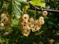 Ripe white currants (ribes rubrum) on the single branch on the bright sunny day with green background. Taste of Royalty Free Stock Photo