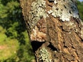 Perfect mimicry of a daily butterfly on the bark of a tree in the Ucka Nature Park, Croatia - SavrÃÂ¡ena mimikrija dnevnog leptira